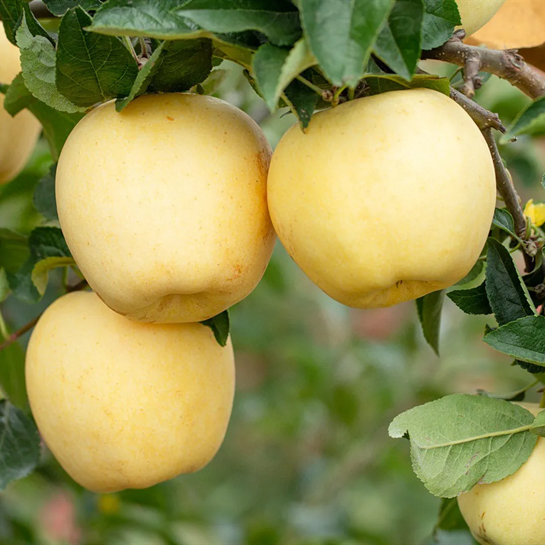 Златни ябълкови семена, 90% процент на оцеляване