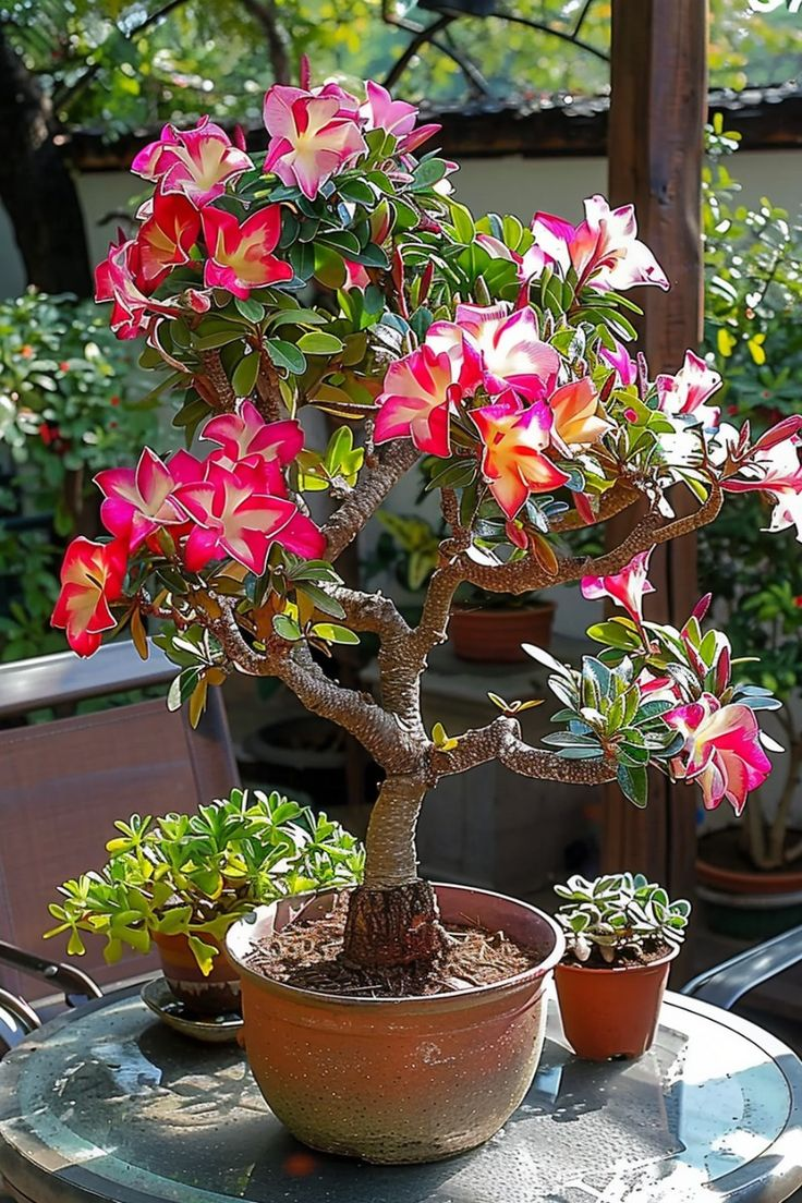 🔥Отгледайте Кралицата на пустинята – сега на намалена цена!🎁 😍Обича да цъфти, дълъг период на цъфтеж 🌵 Пустинна роза