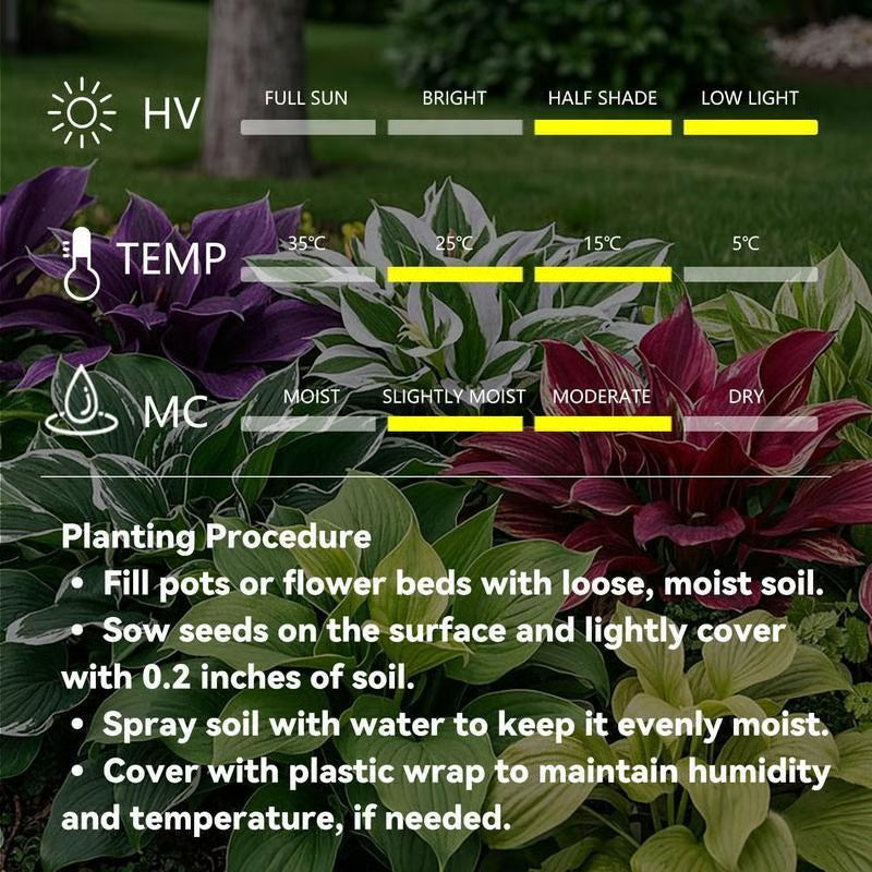💥Гореща разпродажба 2025 🌌Семена на хоста Midnight Purple Heart, многогодишно растение, обичащо сянка, за градината