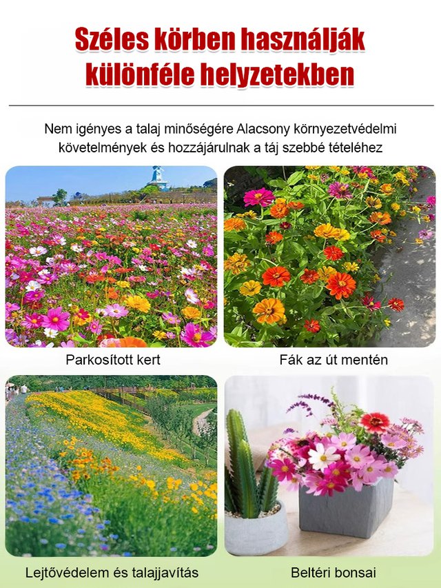 【Négyszezonos virágzás】Virágmező magkeverék