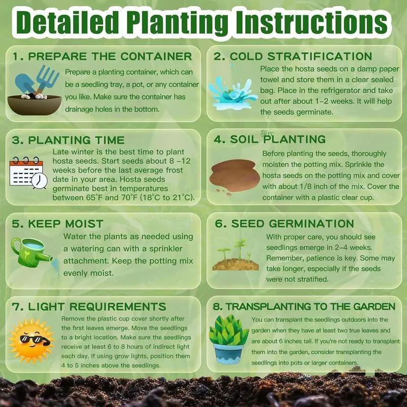 💥Гореща разпродажба 2025 🌌Семена на хоста Midnight Blue Heart, сянка обичащо многогодишно растение за градината
