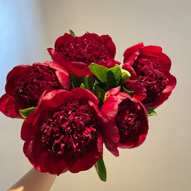 🌺Gyönyörű vegyes bazsarózsa magok