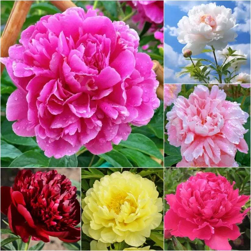 🌺Gyönyörű vegyes bazsarózsa magok