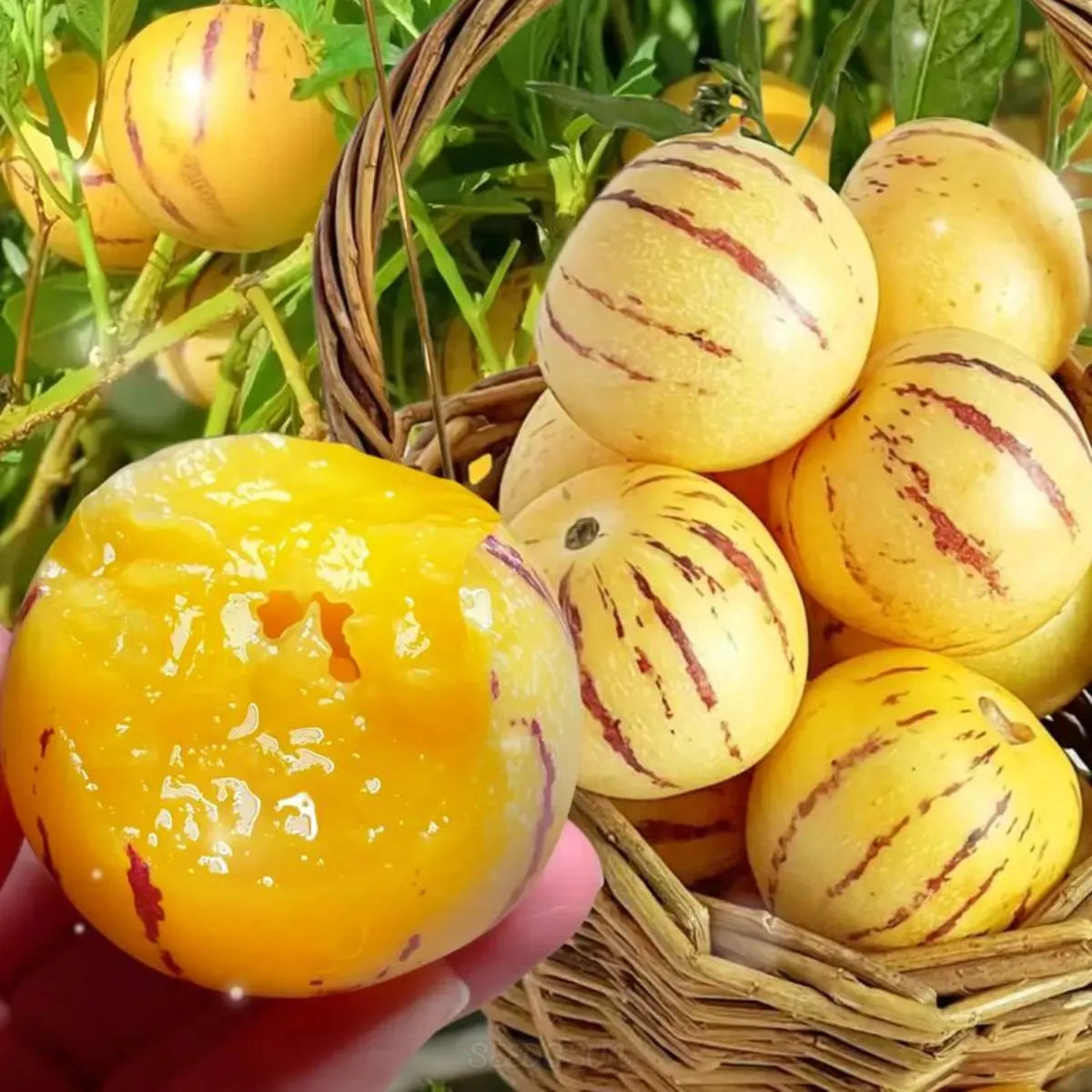 🏆 Продадени са над 75 000 опаковки! 🌿Семена от плод на женшен - лесни за отглеждане🌱（Ограничено време: тор безплатно）