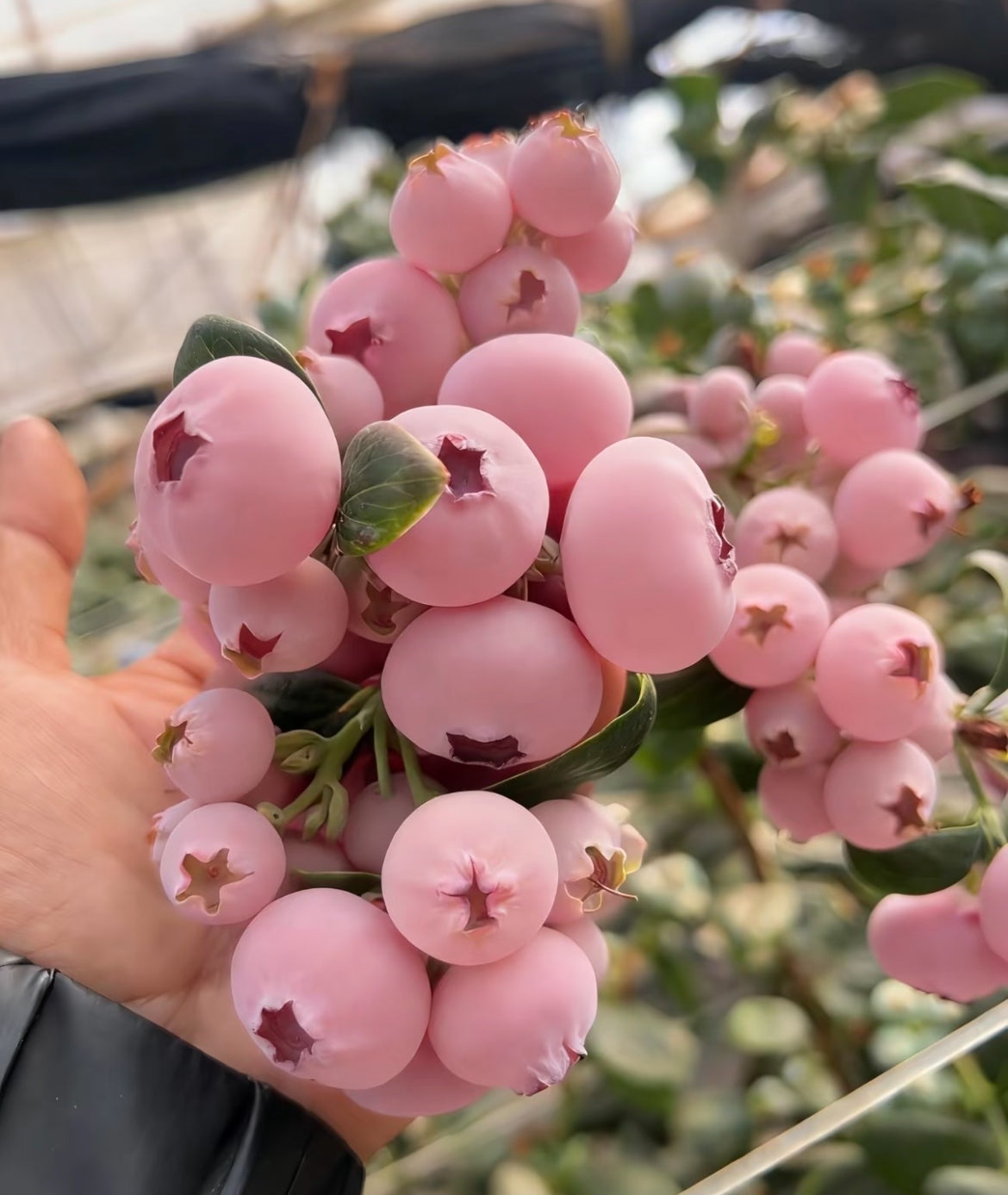 Семена от боровинки Pink Bliss – Двойна сладост