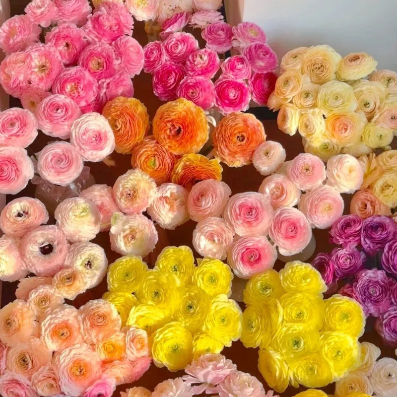 Boglárka hagymás virágai – finom, elegáns, felejthetetlen 🌸
