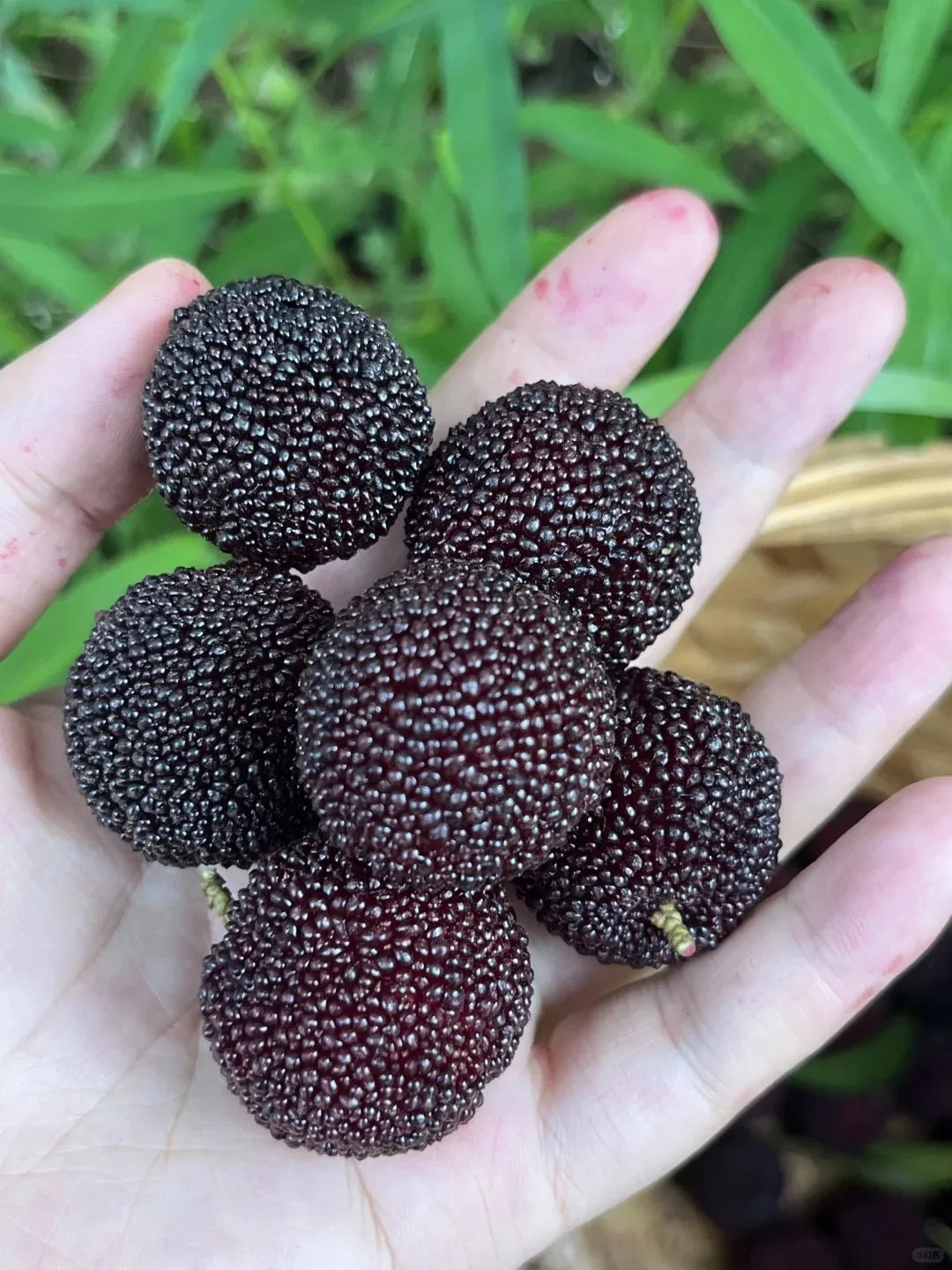 Гигантска бейбери: С размер на топка за пинг-понг, ⭐Вкус на комбинация от ягода и череша