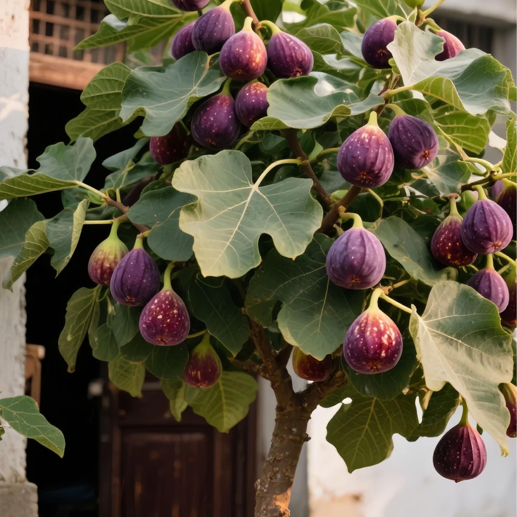 Семена от смокини SweetHarvest