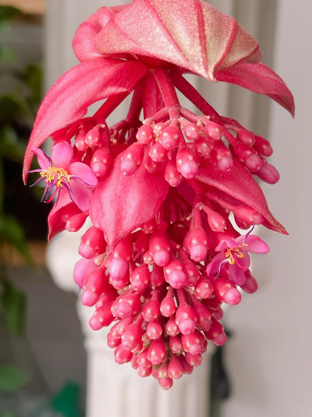 Розови гроздови семки - Отглеждайте кралицата на цветята във вашата градина