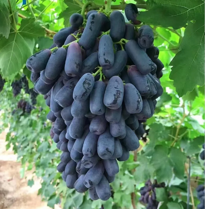 🔥 UTOLSÓ NAPOS AKCIÓ 30% KEDVEZMÉNY 💜 Édes zafír szőlő (ritka ujjas szőlő) 🍇