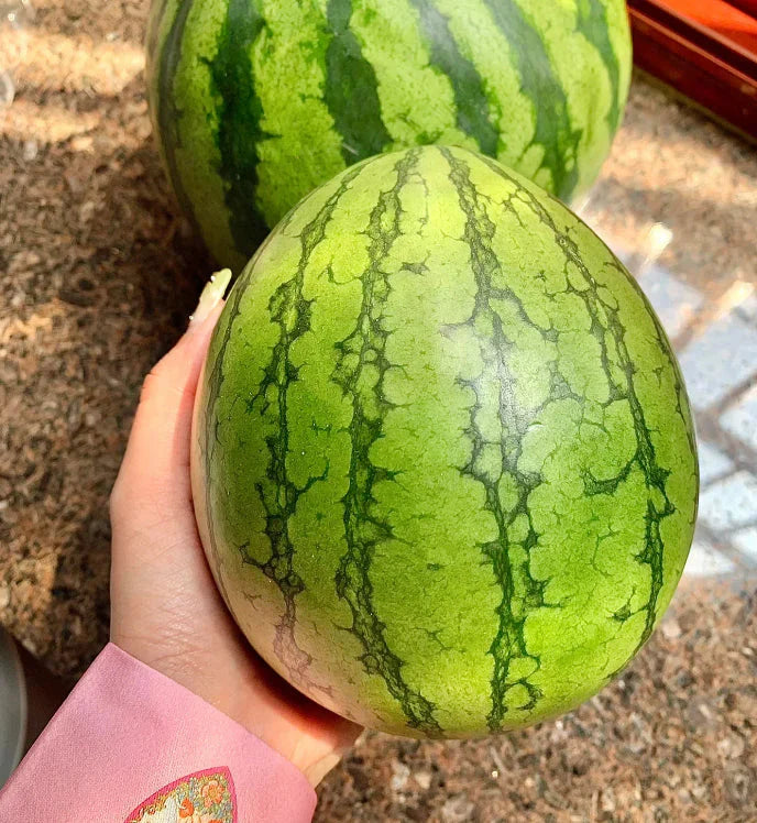 🍉Раннопролетен червен нефрит – сладка диня, която ще зарадва цялото семейство