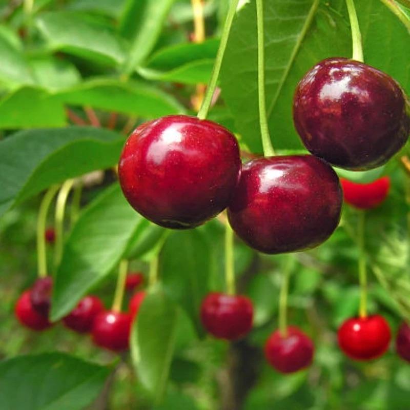 🏆НАД 75 000 ПРОДАДЕНИ!🌳Черешови семки - Вкусни, пресни череши чакат вашата реколта!