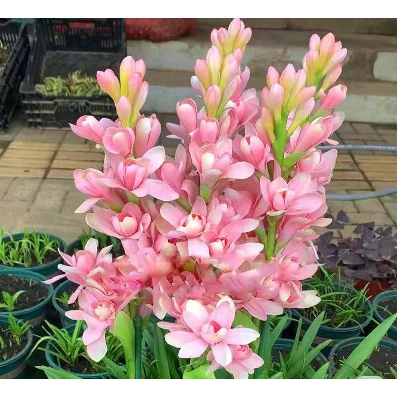 Двойна тубероза 🌸 - Голям луковичен цвят