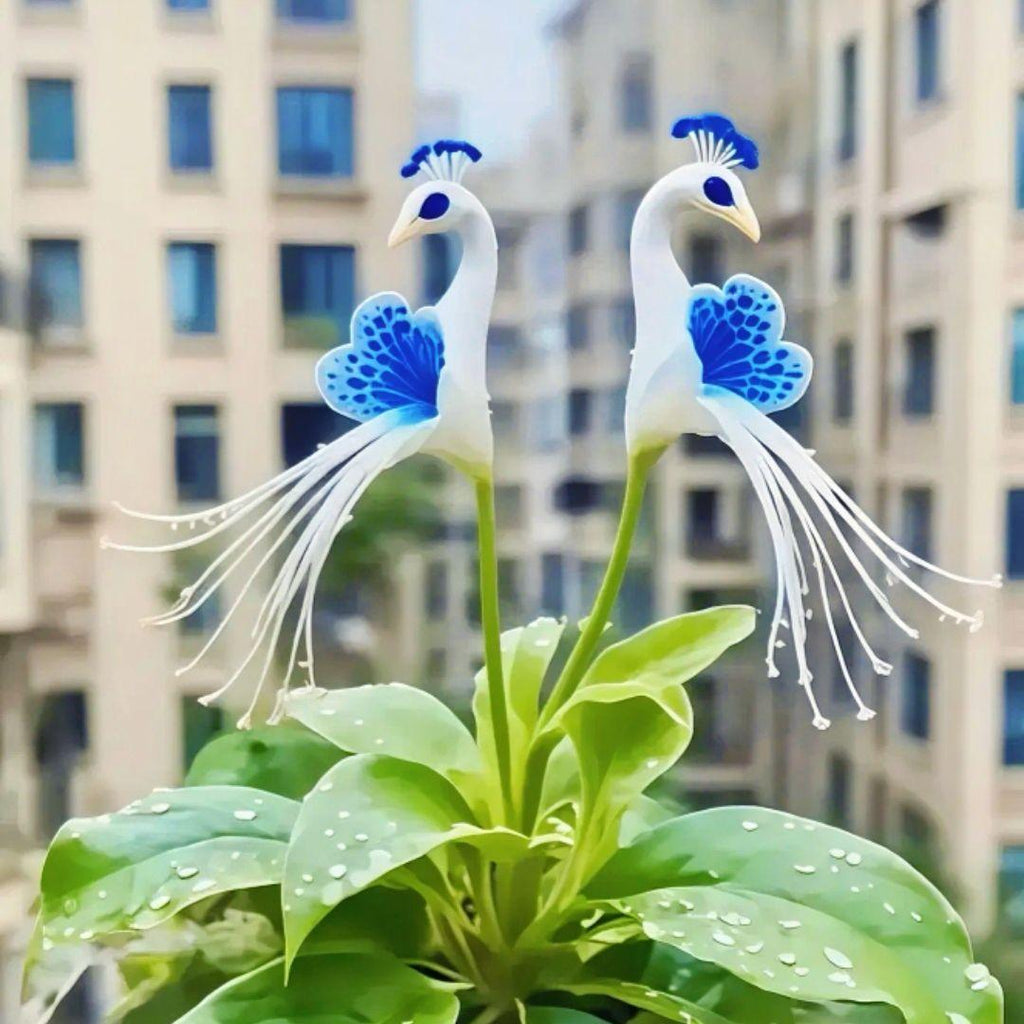 🦚 Паунова орхидея