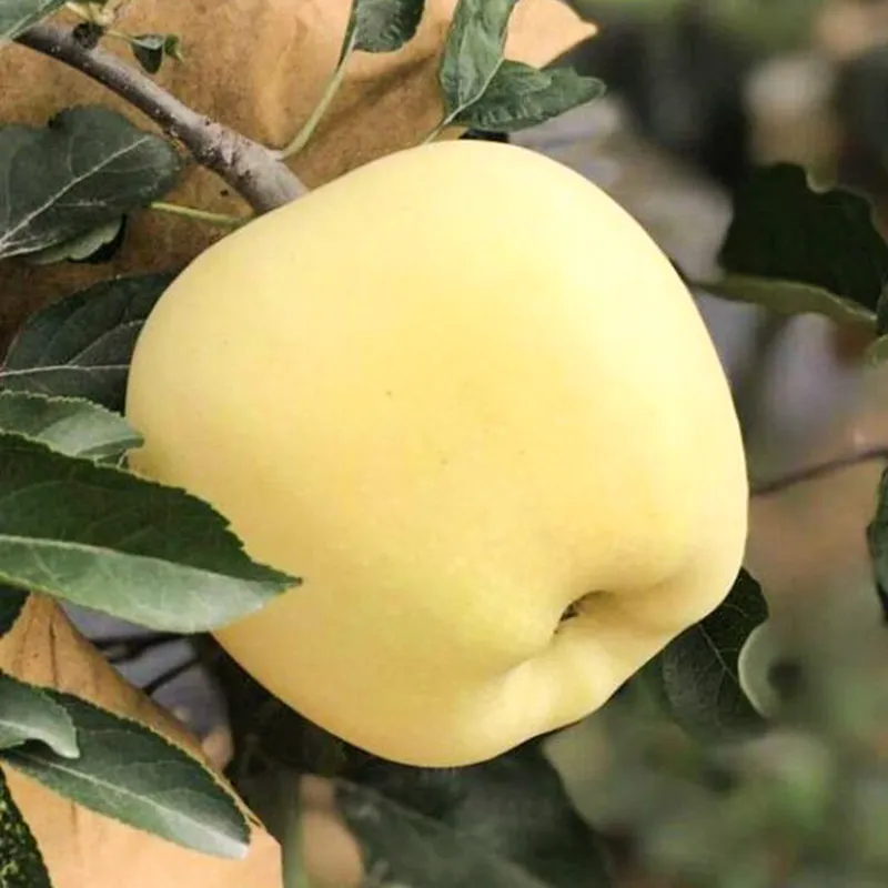 Златни ябълкови семена, 90% процент на оцеляване