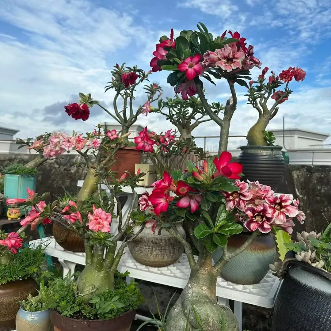 🔥Отгледайте Кралицата на пустинята – сега на намалена цена!🎁 😍Обича да цъфти, дълъг период на цъфтеж 🌵 Пустинна роза