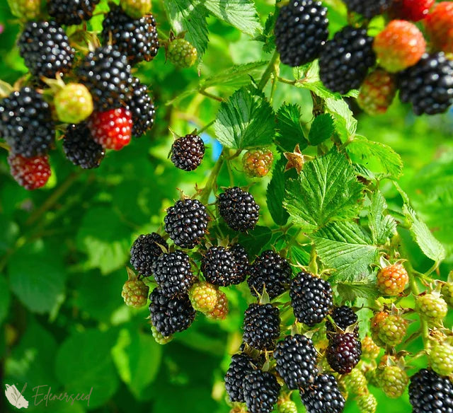 Сладки гигантски семена от къпина