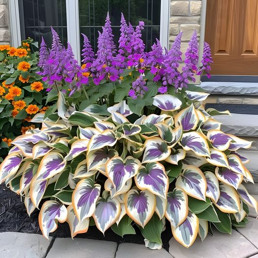 Hardy Beauty: Árnyék- és hidegálló hosta virágok