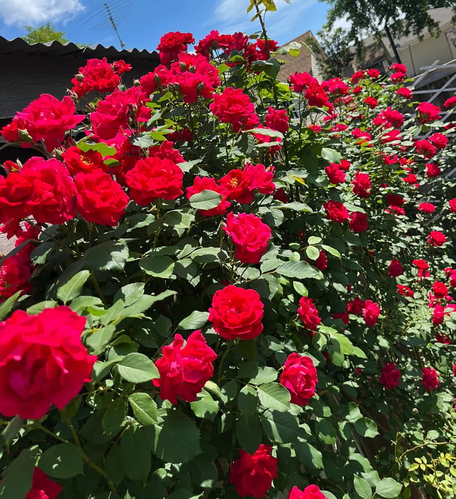 🌈 Висококачествени катерливи рози 🌹 Бързорастящи, лесни за грижа и много ароматни ✨ Перфектни за всяка градина