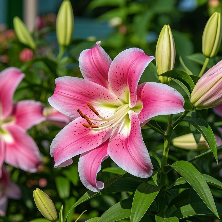 Black Magic Lily🌺Illatliliom hagymák – Friss és édes
