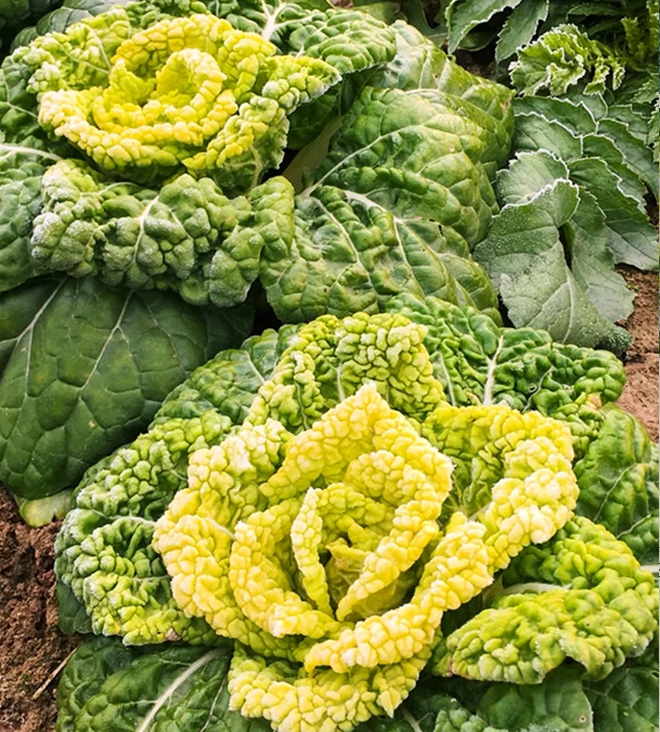 Семена от Brassica Narinosa (WuTat Choy)