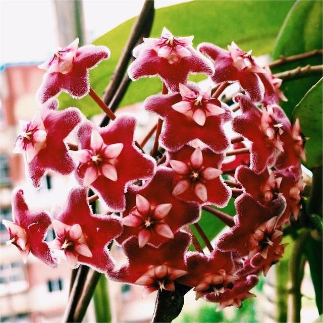✨Луковици на Хоя – Звезди, падащи от небето✨