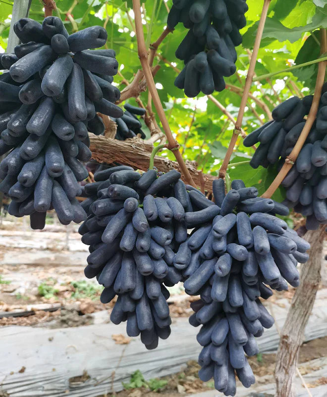 🔥 UTOLSÓ NAPOS AKCIÓ 30% KEDVEZMÉNY 💜 Édes zafír szőlő (ritka ujjas szőlő) 🍇