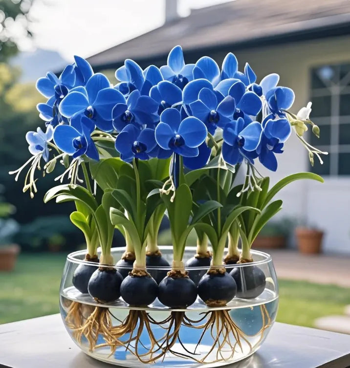 Луковици на цветя Phalaenopsis фенер