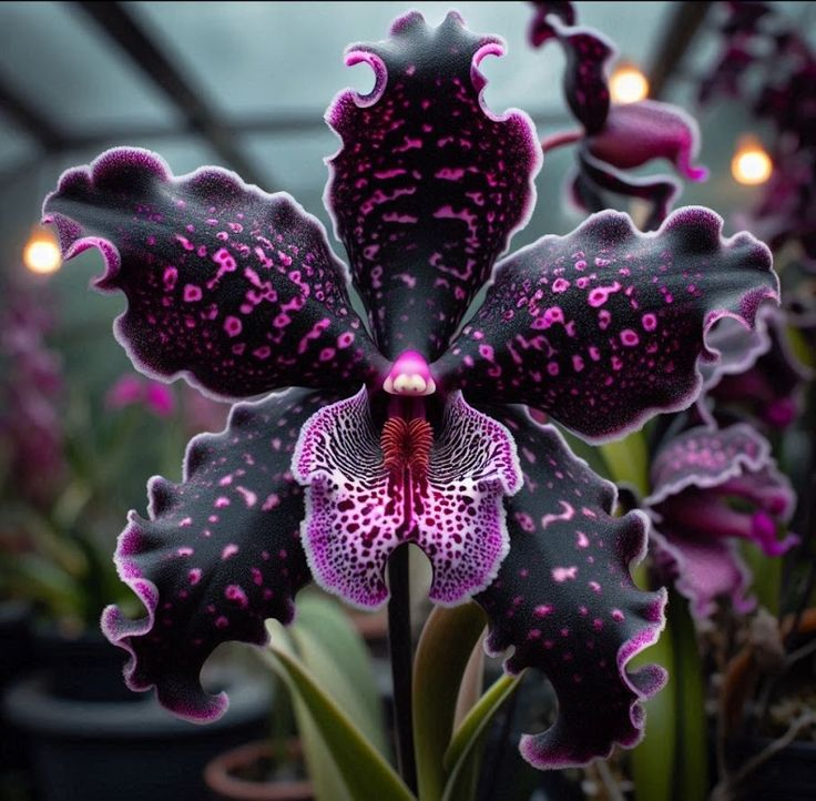 Семена на ирис пеперуда