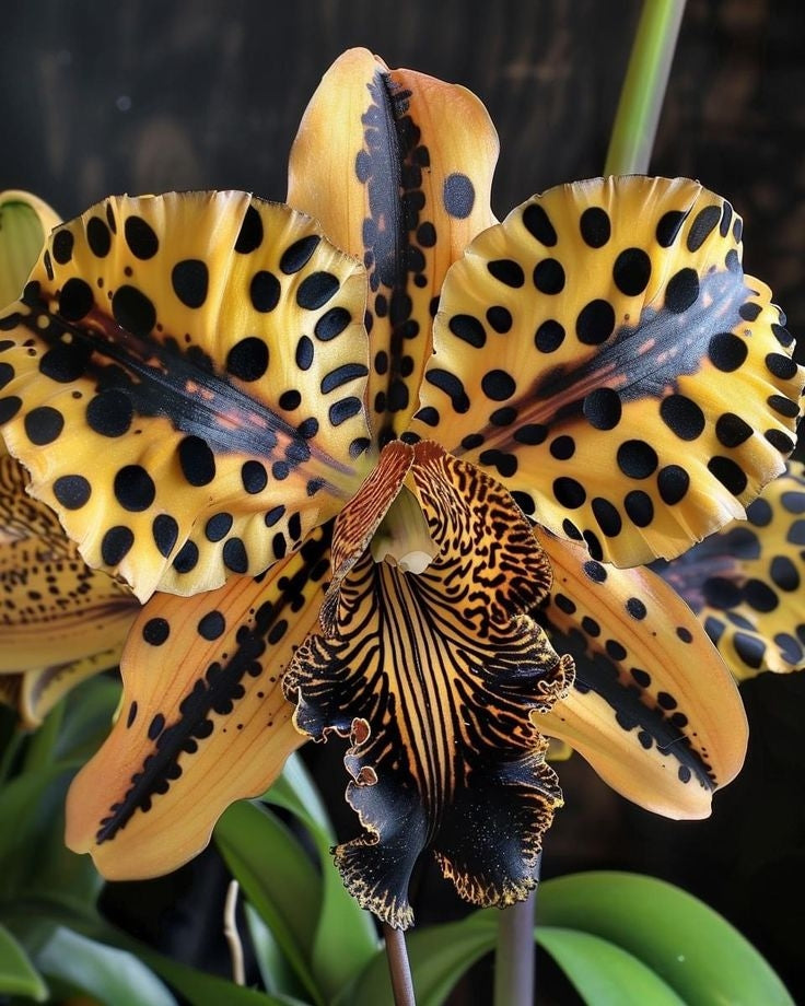 Семена на ирис пеперуда