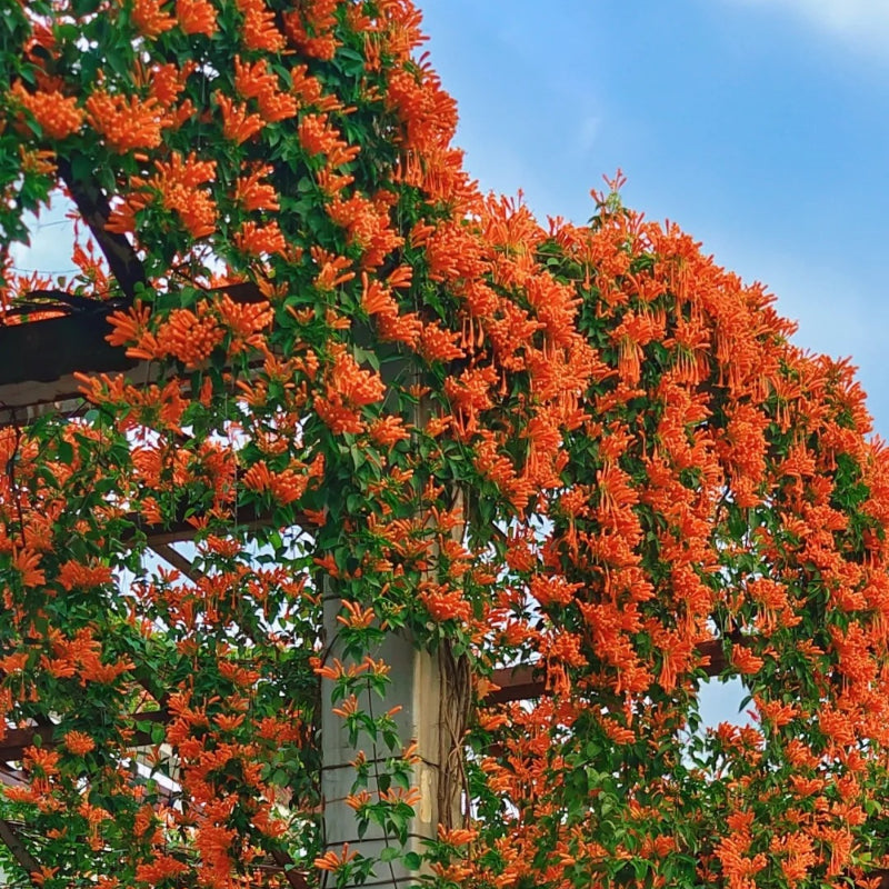 Семена от цветя Firecracker