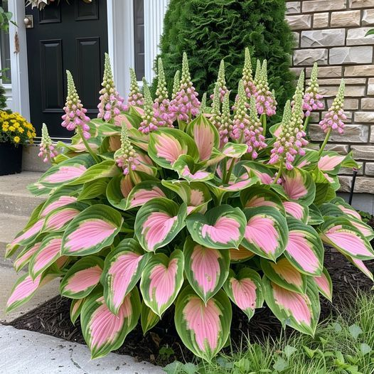 Hardy Beauty: Árnyék- és hidegálló hosta virágok
