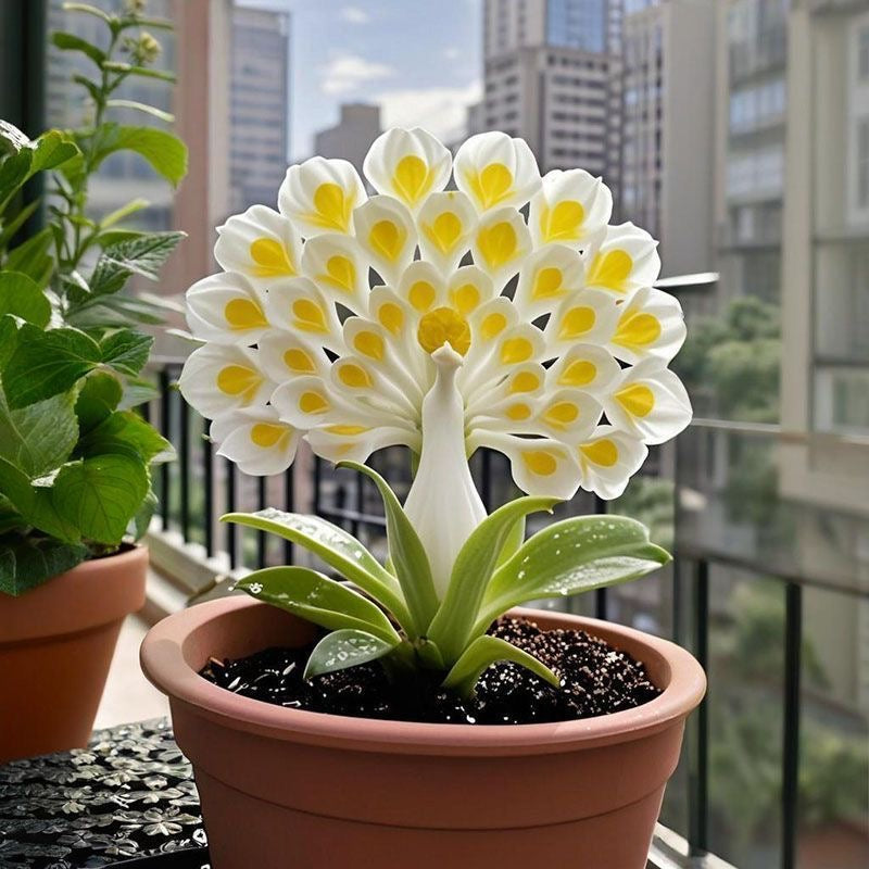 💠 „Кралицата на ароматните цветове — луковици на орхидеи Peacock за истински градински лукс“