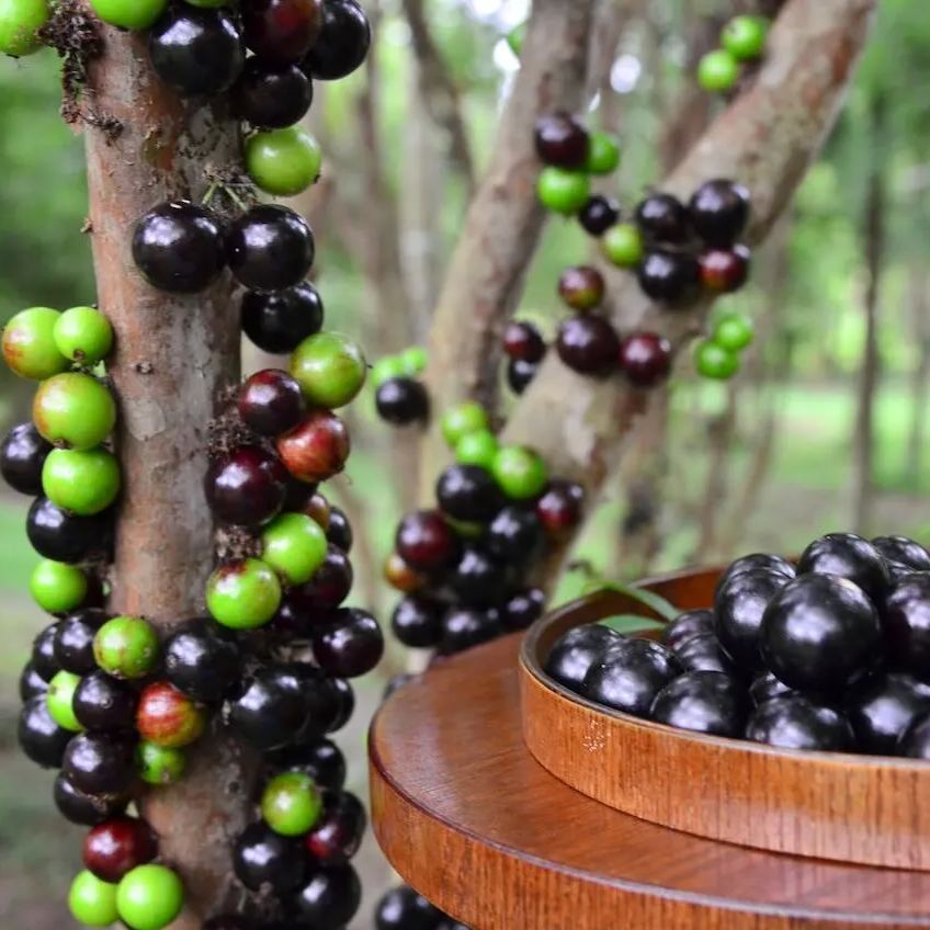 Jabuticaba szőlőmagok