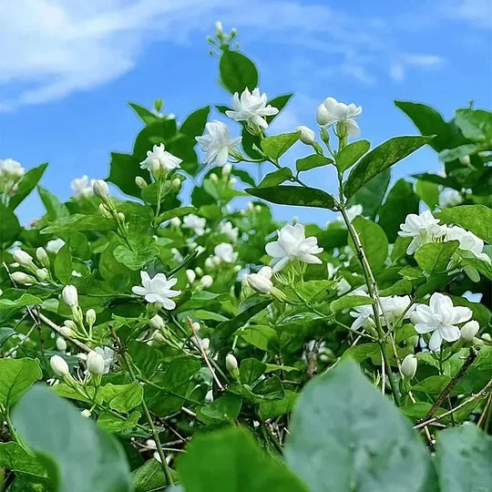 ПОСЛЕДЕН ДЕН НА ПРОМОЦИЯТА - 49% ОТСТЪПКА 🌸Красиво саксийно растение жасмин (може да се засади през зимата)🌸