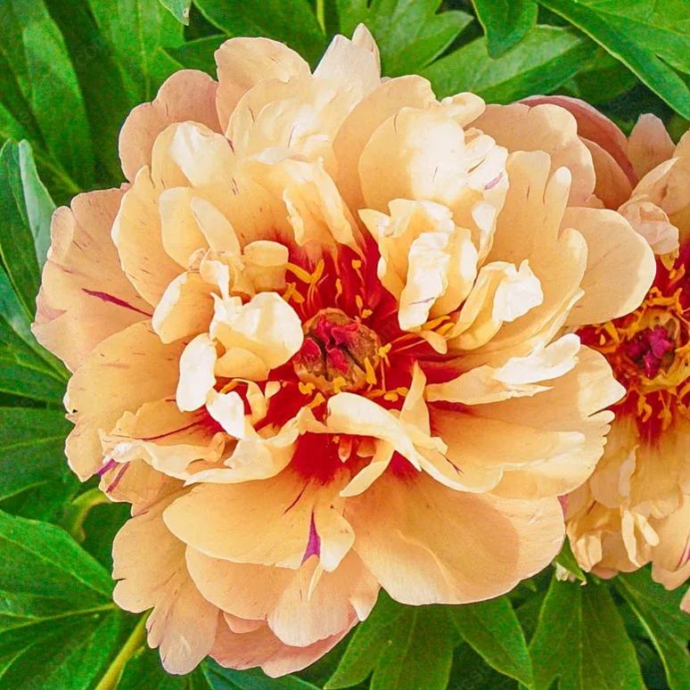 🌸 Двойно катерлив божур, устойчив на замръзване градински многогодишен вид за вътрешна и външна красота