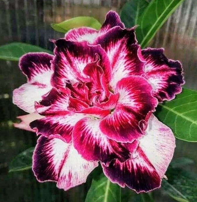 🔥Отгледайте Кралицата на пустинята – сега на намалена цена!🎁 😍Обича да цъфти, дълъг период на цъфтеж 🌵 Пустинна роза