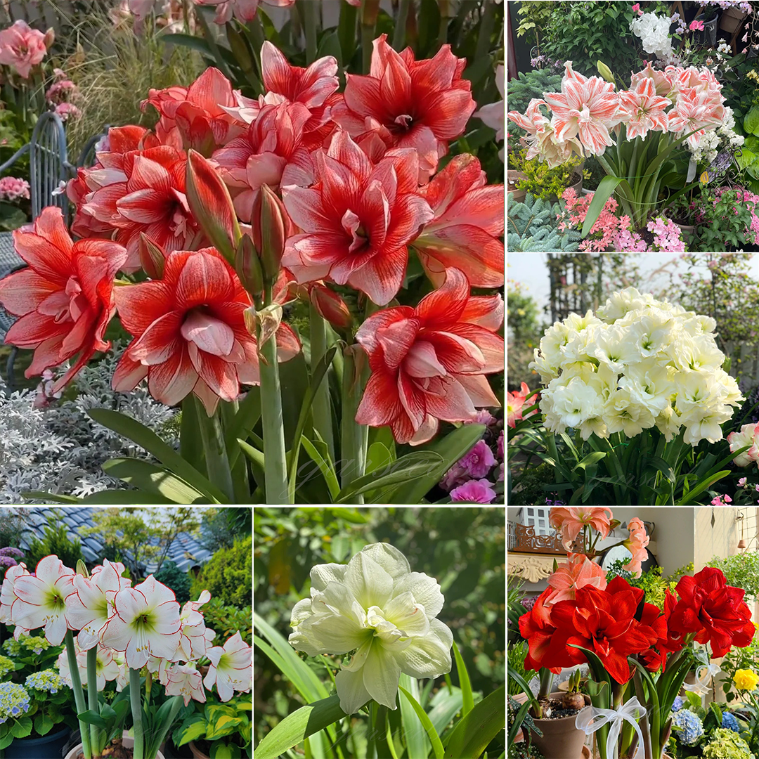 Луковици на двуцветни амарилиси🌼