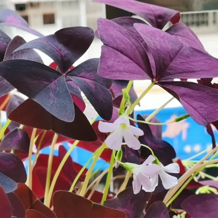 💜Луковици от лилав киселец за късмет