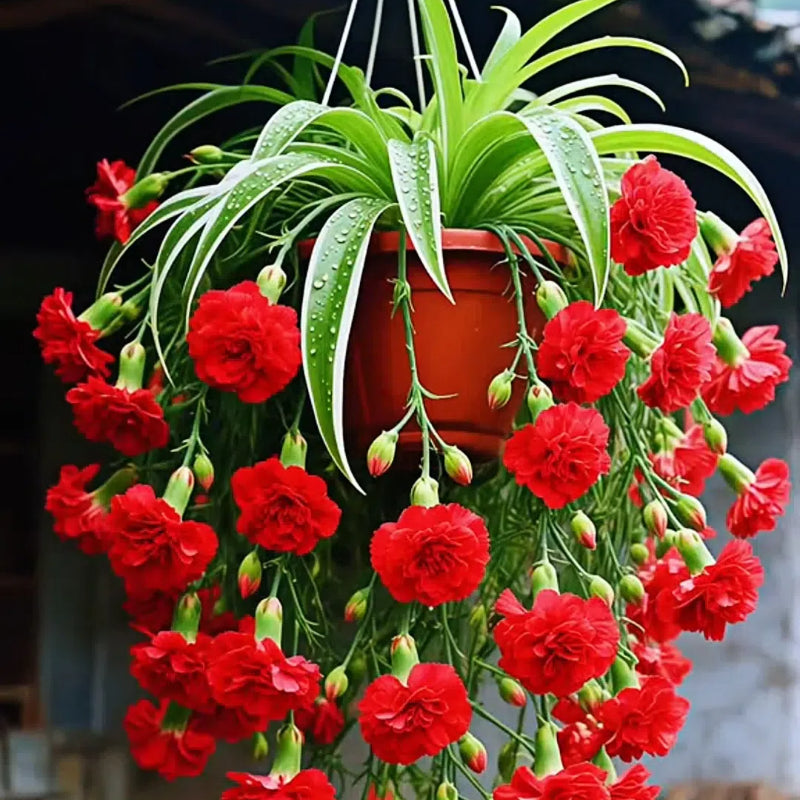 Grand Bloom póknövény magvak/hagymák 💐 A természet függő remekműve a színek és a kecsesség terén