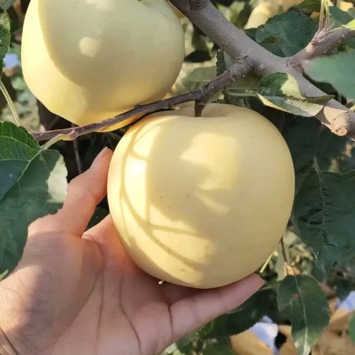 Златни ябълкови семена, 90% процент на оцеляване