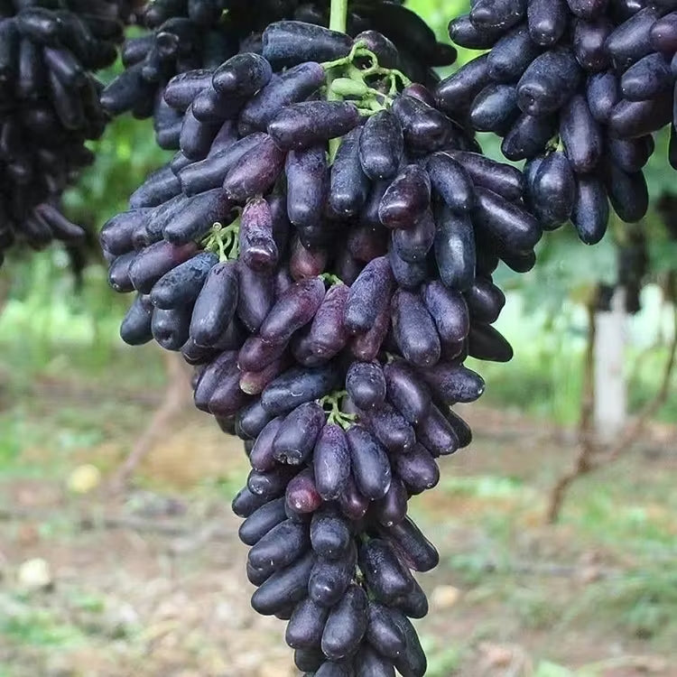 🔥 UTOLSÓ NAPOS AKCIÓ 30% KEDVEZMÉNY 💜 Édes zafír szőlő (ritka ujjas szőlő) 🍇