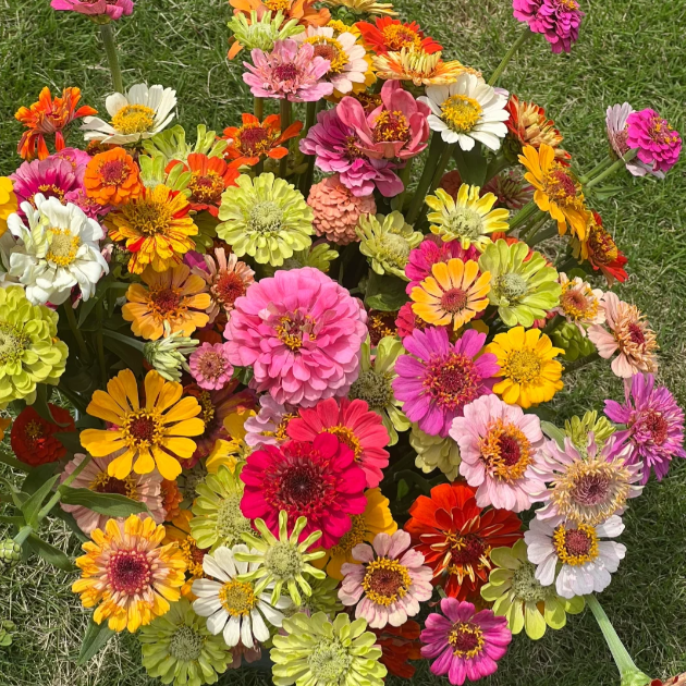 🌺Двойни семена от циния в смесени цветове