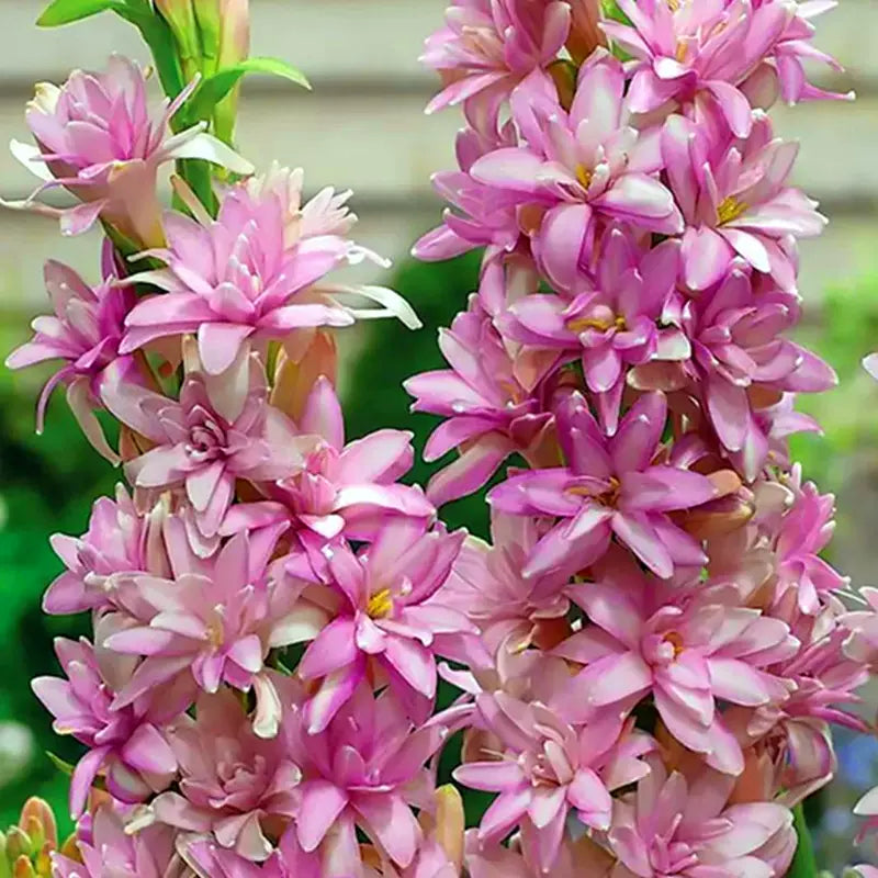 Двойна тубероза 🌸 - Голям луковичен цвят