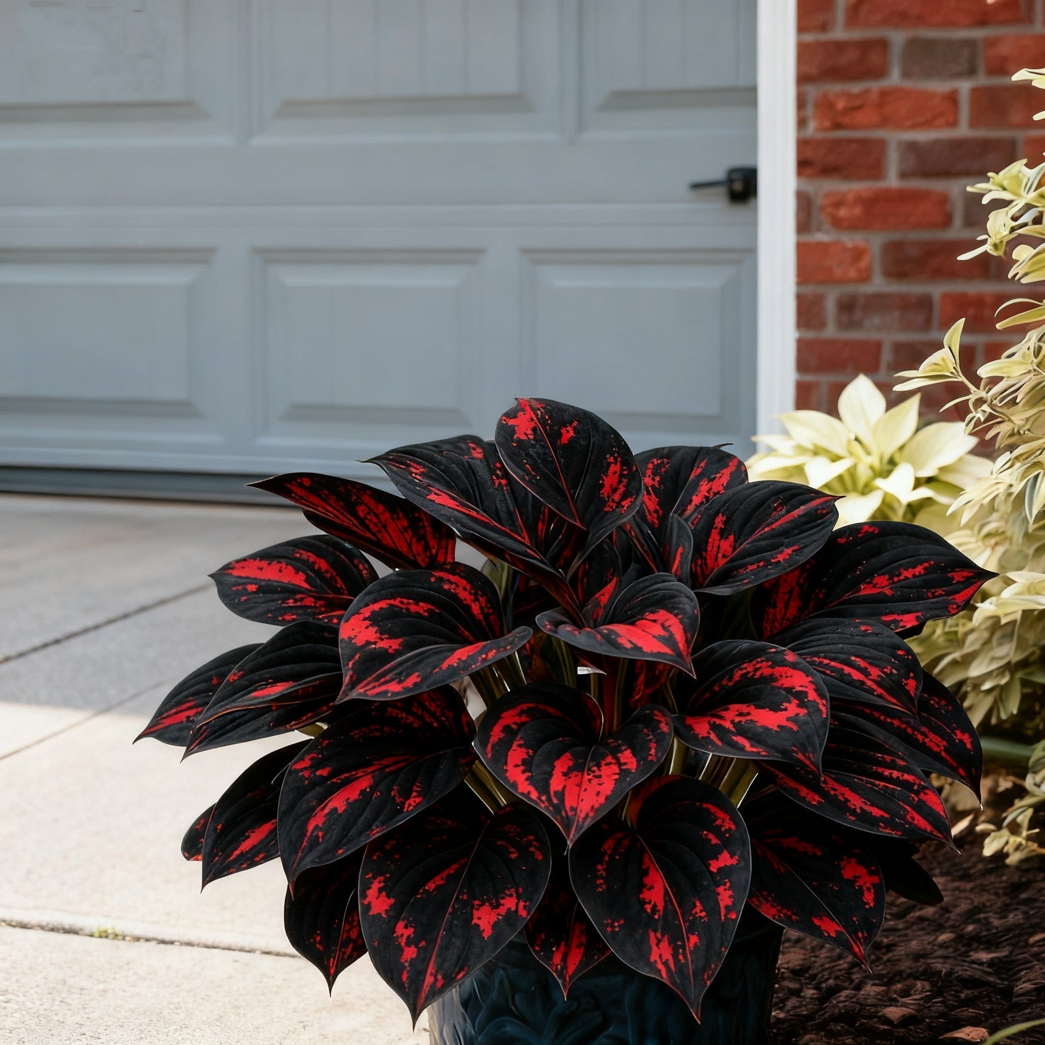 🌈🔥 Лимитирана серия хости с дъгови пламъци - рядка многоцветна листа, ексклузивно в нашия магазин 🌸