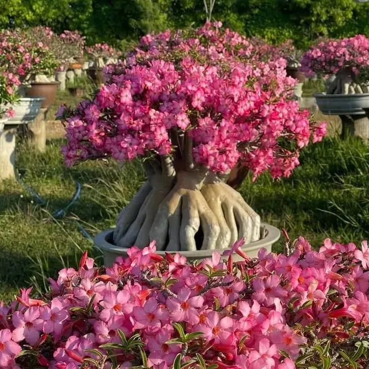 🔥Отгледайте Кралицата на пустинята – сега на намалена цена!🎁 😍Обича да цъфти, дълъг период на цъфтеж 🌵 Пустинна роза