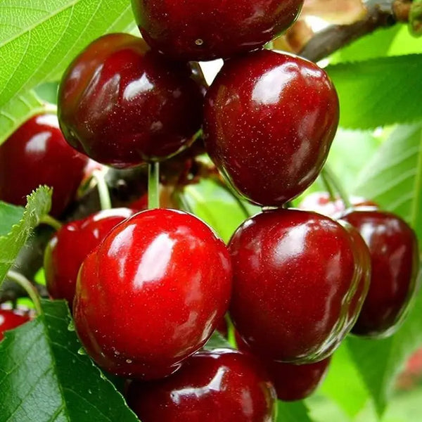 🌿Изключително големи семена от череша Гомахали🍒