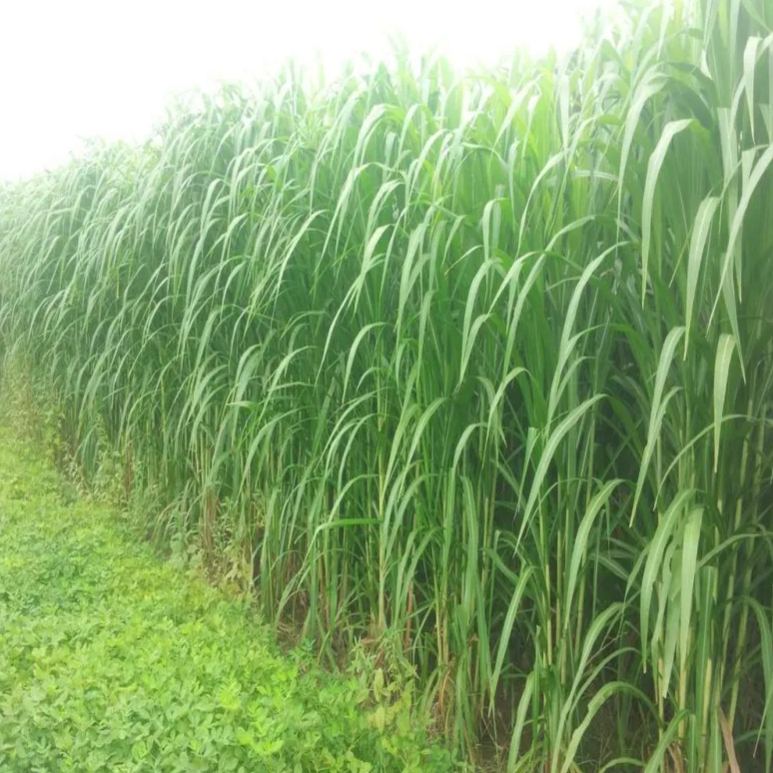 🌿Хибриден сорт сорго-суданска трева ✅Високодобивни фуражни семена