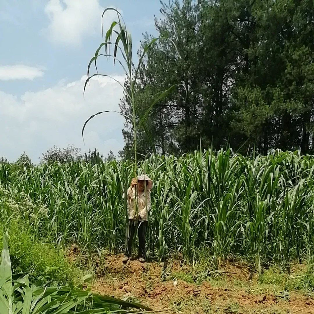 🌿Хибриден сорт сорго-суданска трева ✅Високодобивни фуражни семена