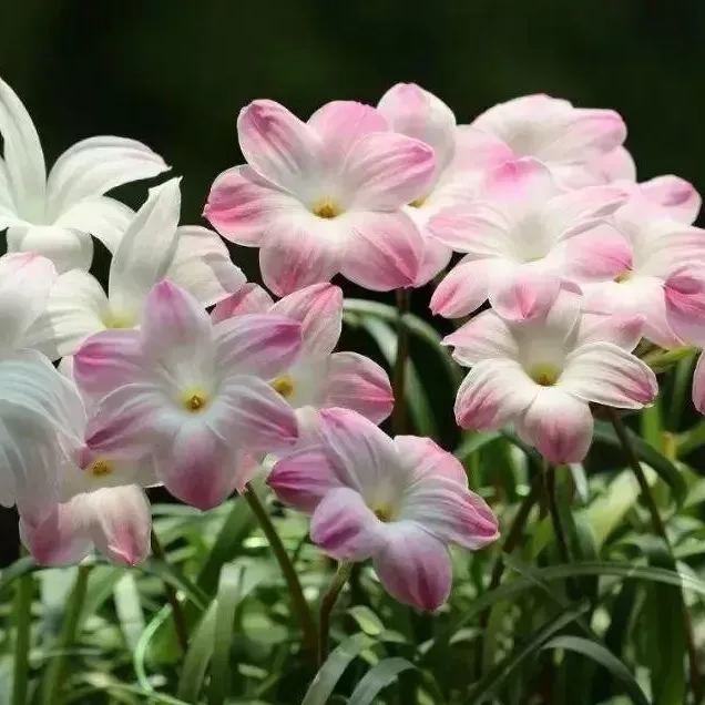 Луковици на дъждовни орхидеи – цъфтят след друг дъжд